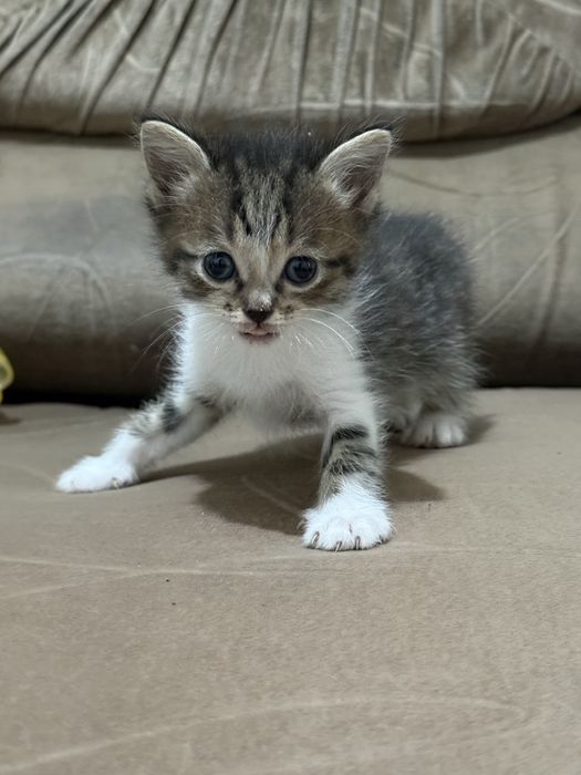 Отдам котят бесплатно