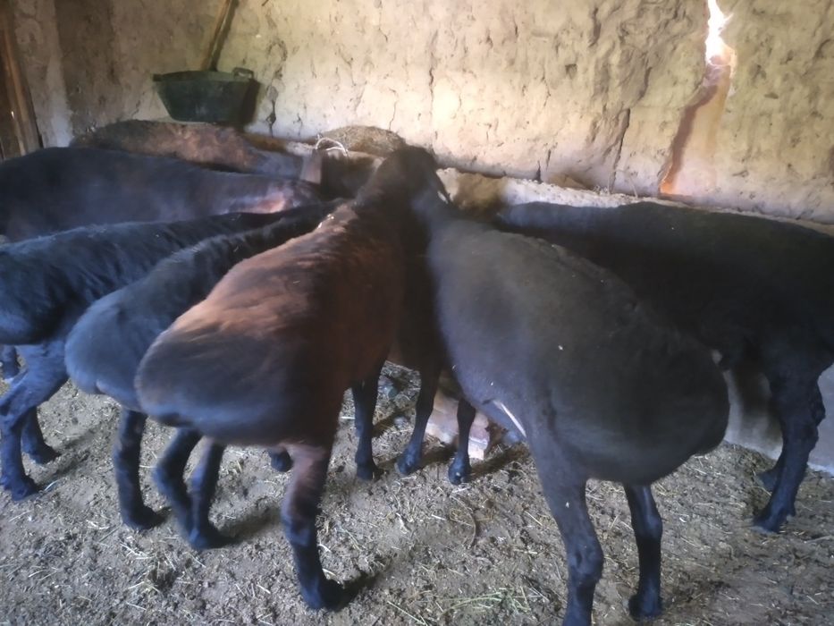 Qurbonlik uchun sifatli be nuqson qulog'i butun Quchqorllar bor