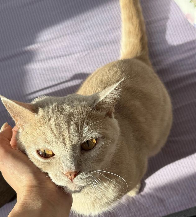 Отдам кота в добрые руки