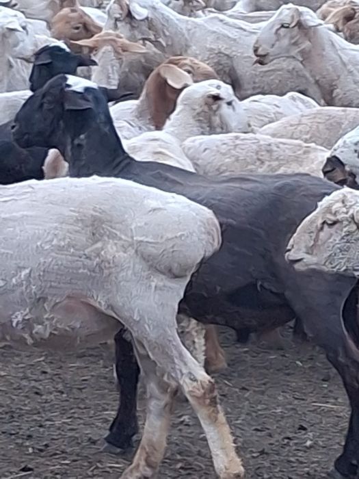 Тоқтылар сатылады