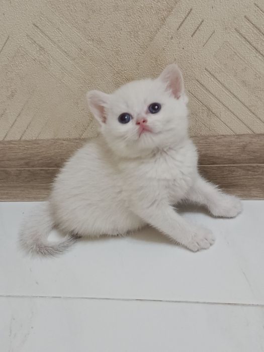 Продаётся котёнок британский