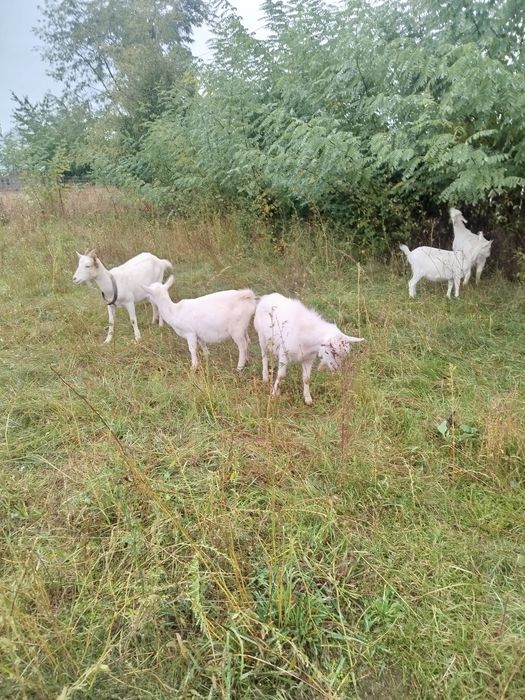 Vand capre de rasă alpină mai multe detalii la telefon.