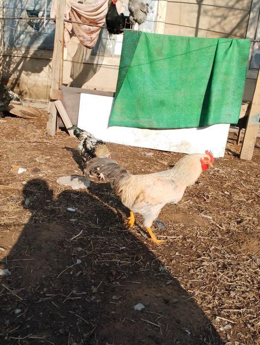 Қораздар сатылады