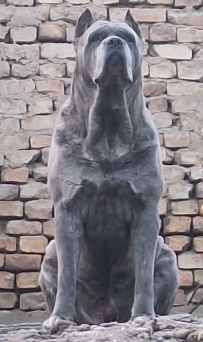 Кане Корсо (ВЯЗКА)