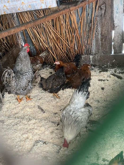 Петухи Плимутрок