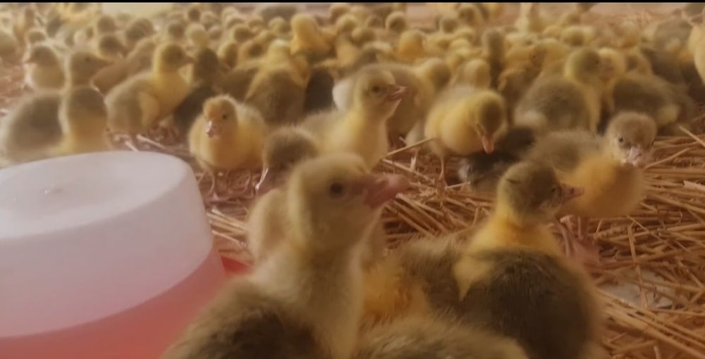 Vand Boboci de  Gasca