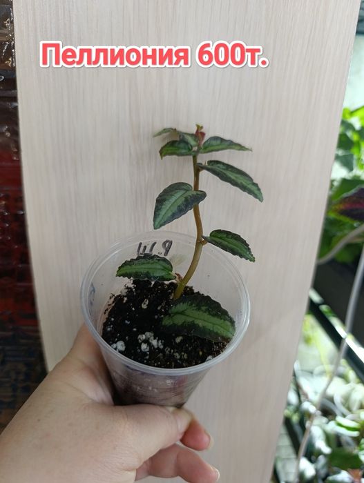 Комнатные растения