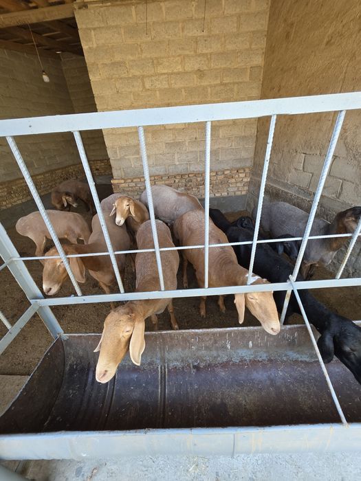 Арашан киргиз баран кучкар ва соликлар бор