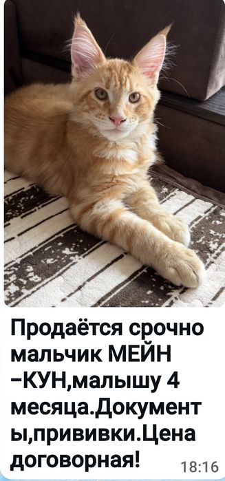 Продам котят Мейн-Куны.