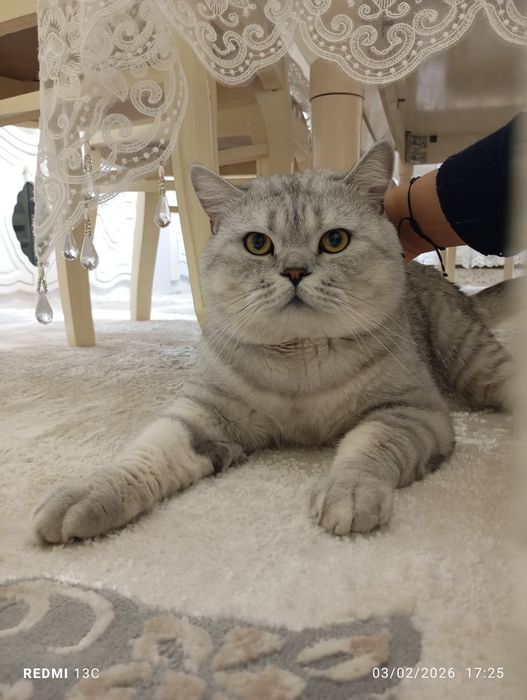 Вязка Британиский шиншила