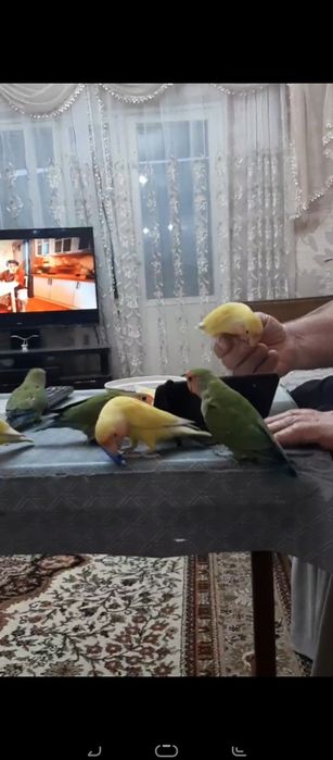 Продаю ручных попугаев неразлучников