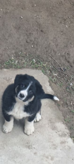 Kuchukcha 1 ta  aqilli