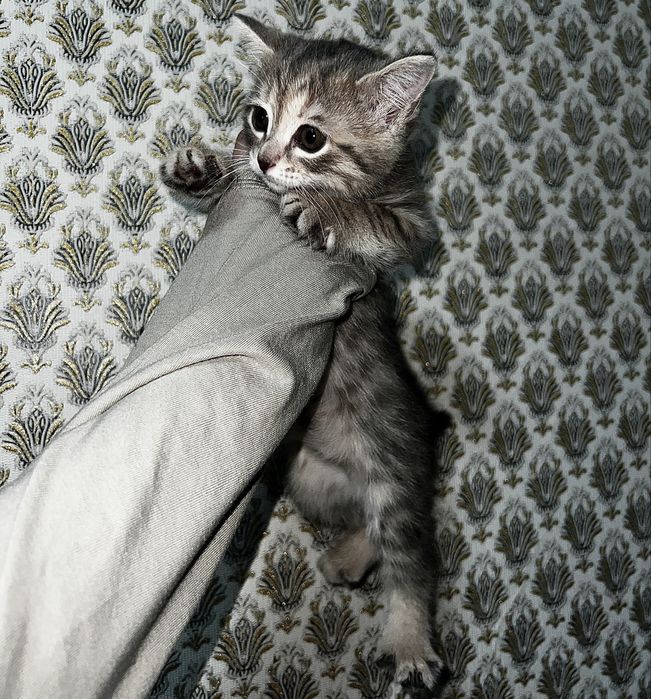Котенок серенький
