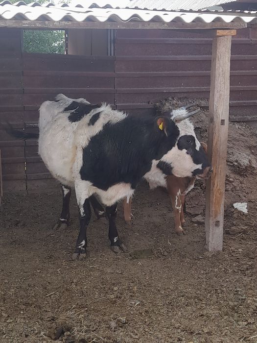 Срочно сатамын   420 мынға