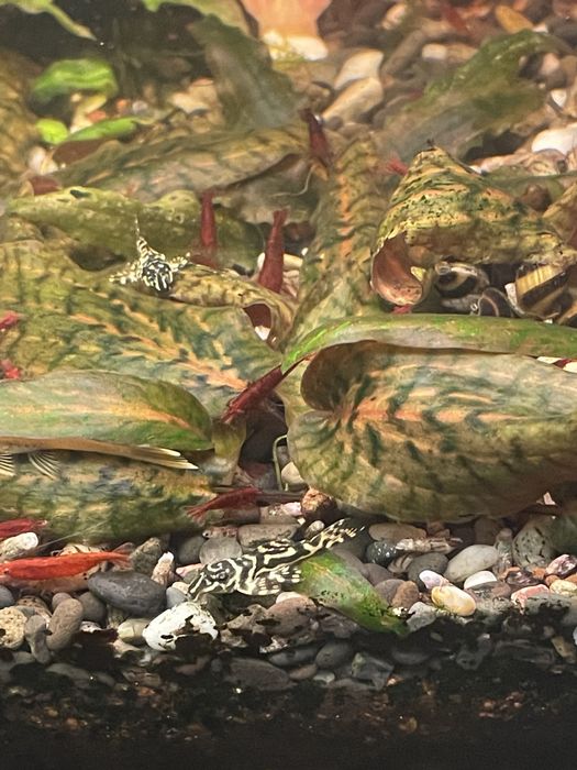 Звездни сомчета,воални анцитруси