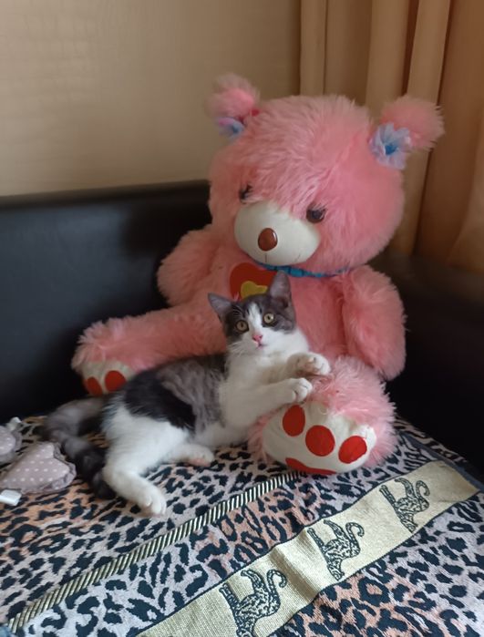Тима   2, 3 месяца .