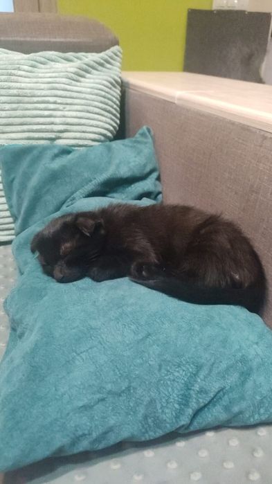 Котенок вислоухий