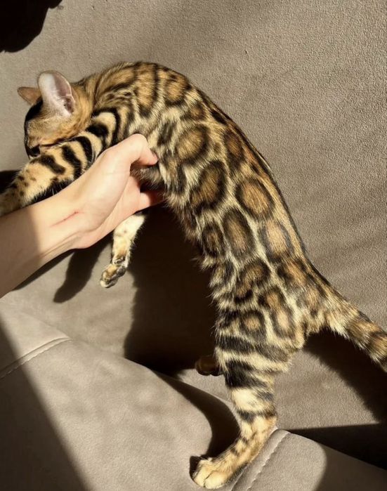 Бенгальскийкошки