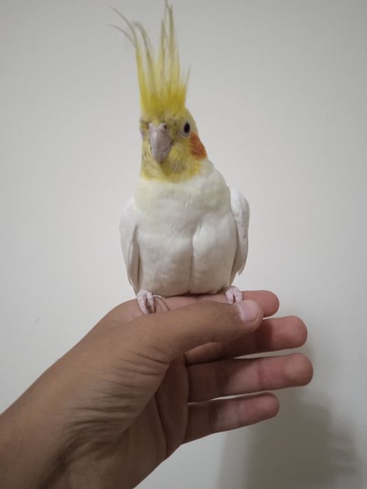 Карелла ручной попугай