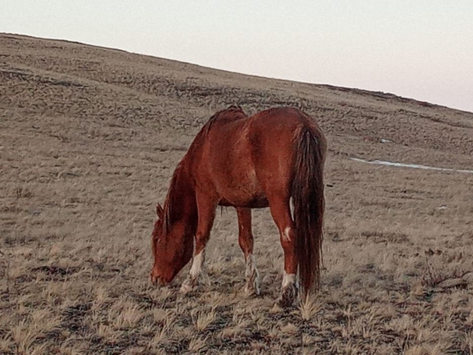 Айғыр сатылады үйірде жүр