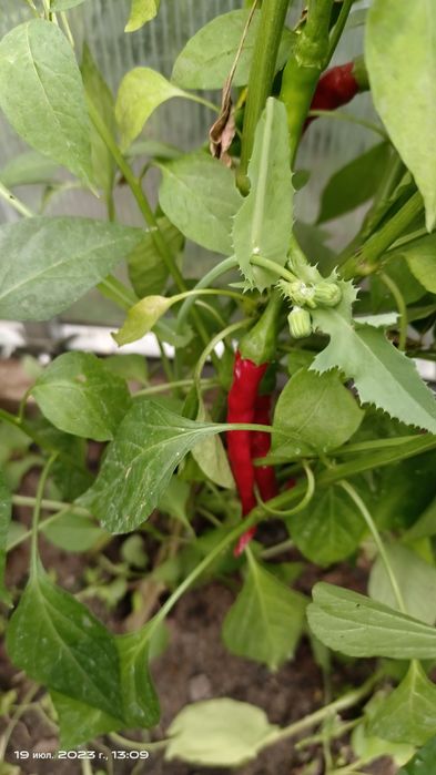 Продам острый перец