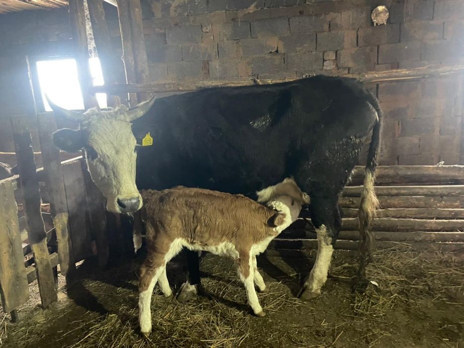 Коровы с телятами