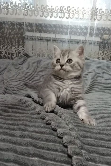 Девочка. Скоттиш страйт.