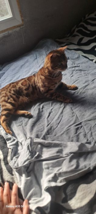Вязка кота бенгалов