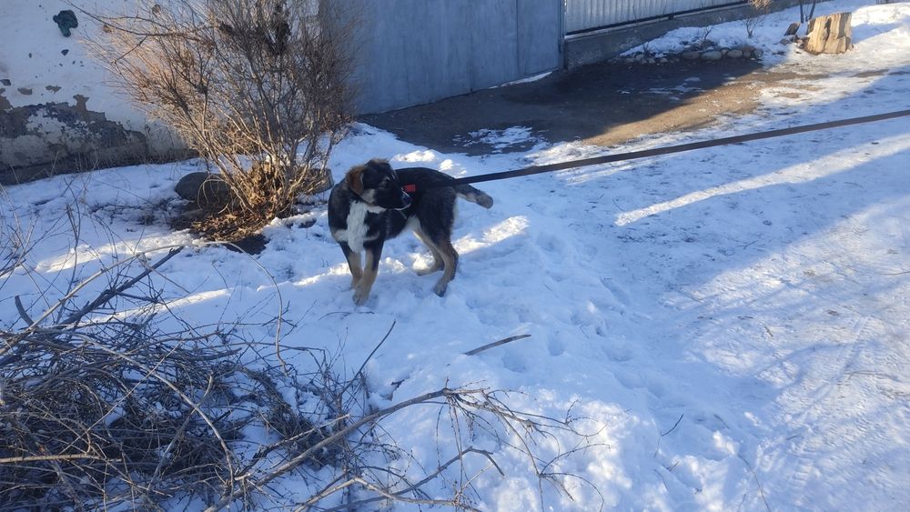 В хорошие ответственные руки!!!
