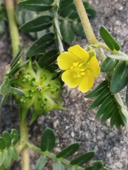 САМО СЕГА! Екстракт от Бабини зъби с ДОКАЗАНО БГ ПРОИЗХОД+ЧАЙ подарък