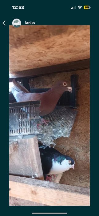 Porumbei de ornament