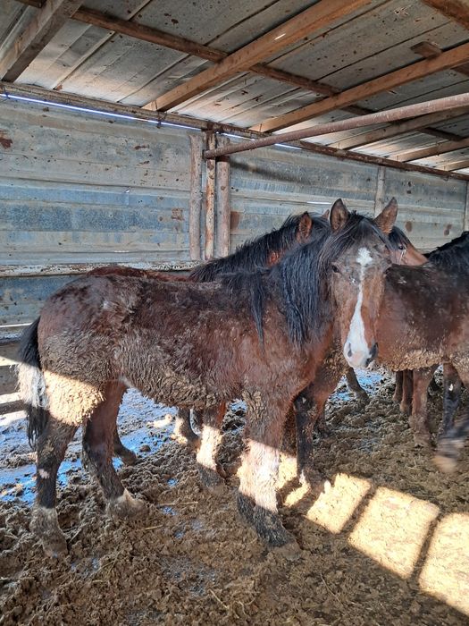 Жирные лошади 20 голов