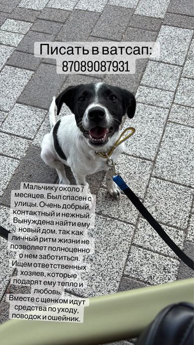 Отдам ласкового щенка в добрые руки