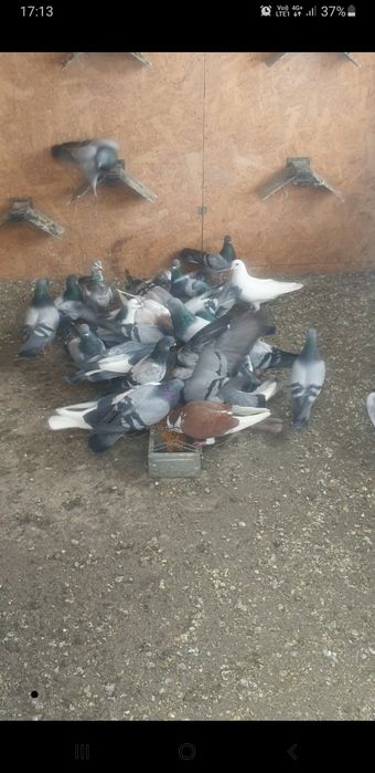 De vînzare porumbei