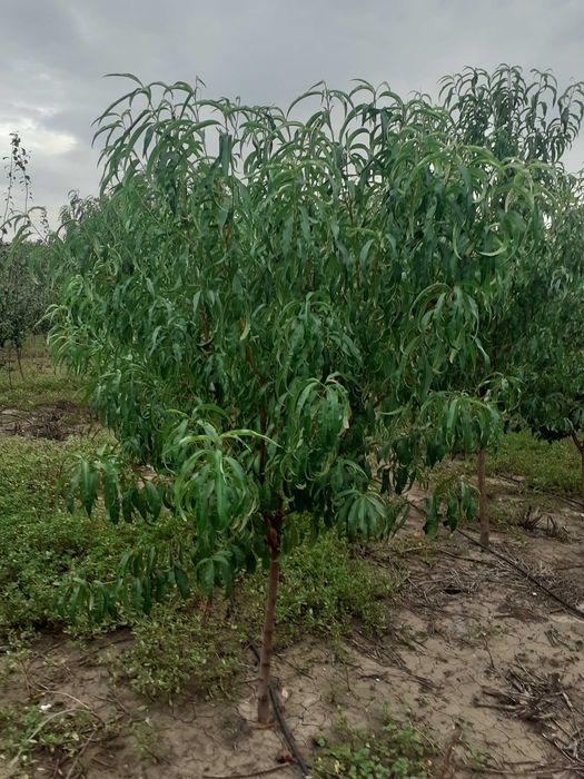 Super Oferta Pomi mari mar an 4-5