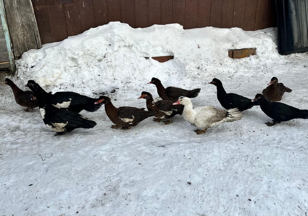 Продам индоуток!