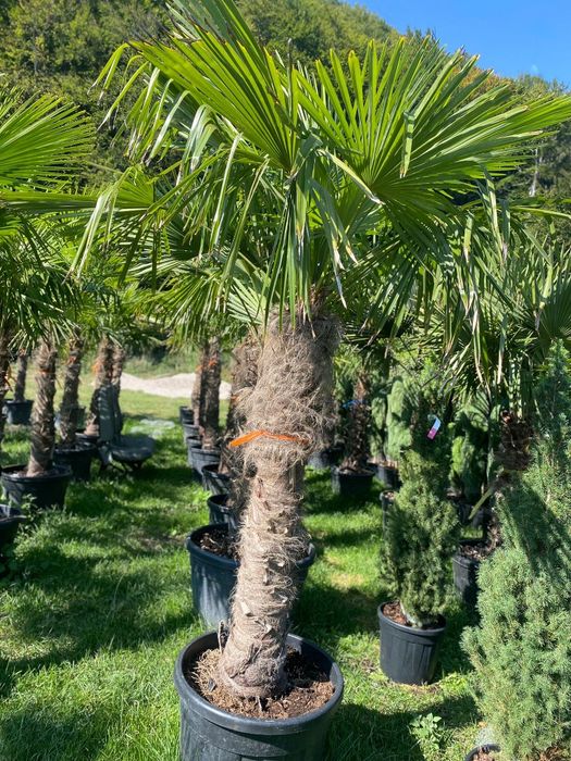 Plante ornamentale