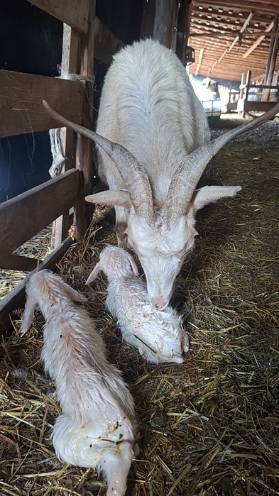 Capră sannen cu iezi (junică)