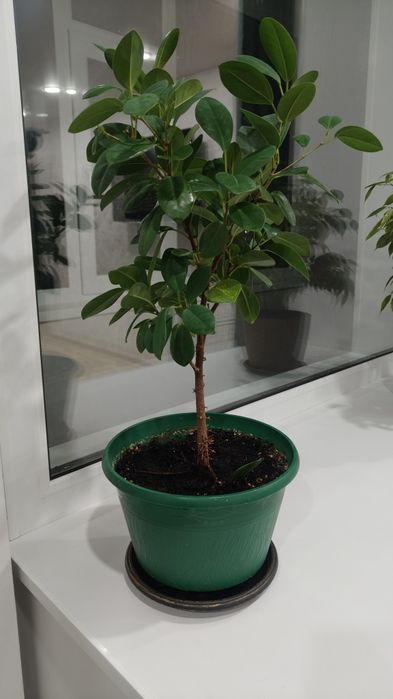 Продам 2 красивых фикуса