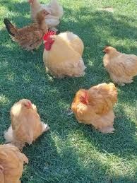 Vand Gaini Cochinchina pitice si Mii de flori