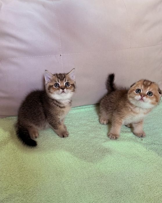 Шотландские котята. Золотая шиншилла