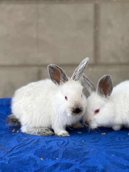 Quyon bolasi,Kaliforniy Quyonlari Savdosi Namangan! Quyon bolasi