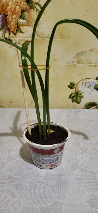 Продам гиппеаструм малыши