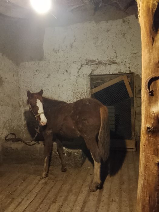 Тай сатылады срочно