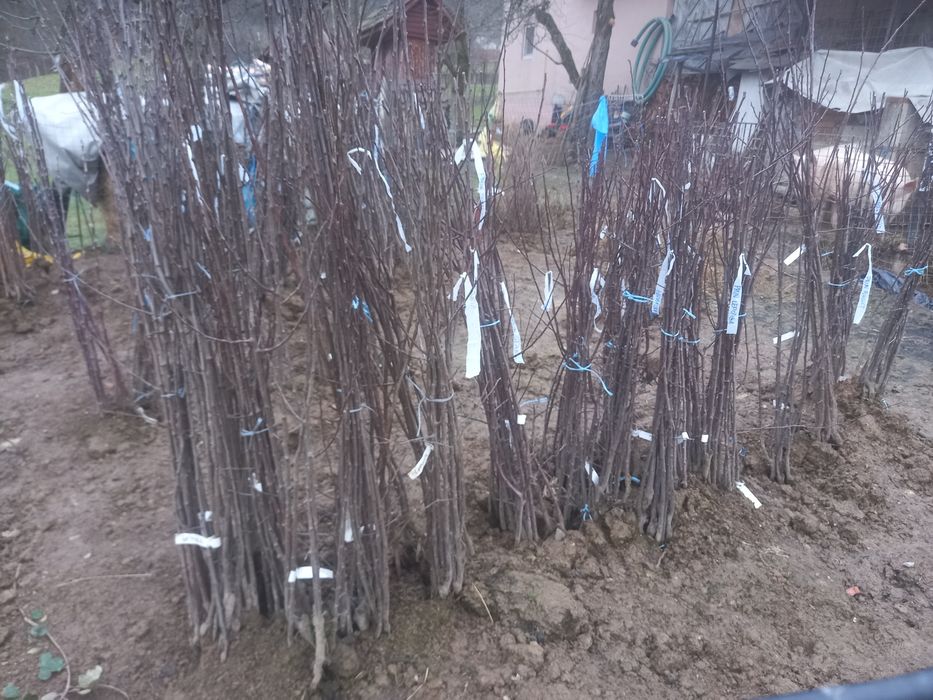 Pomi fructiferi altoiți