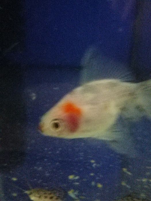 Срочно золотые рыбки