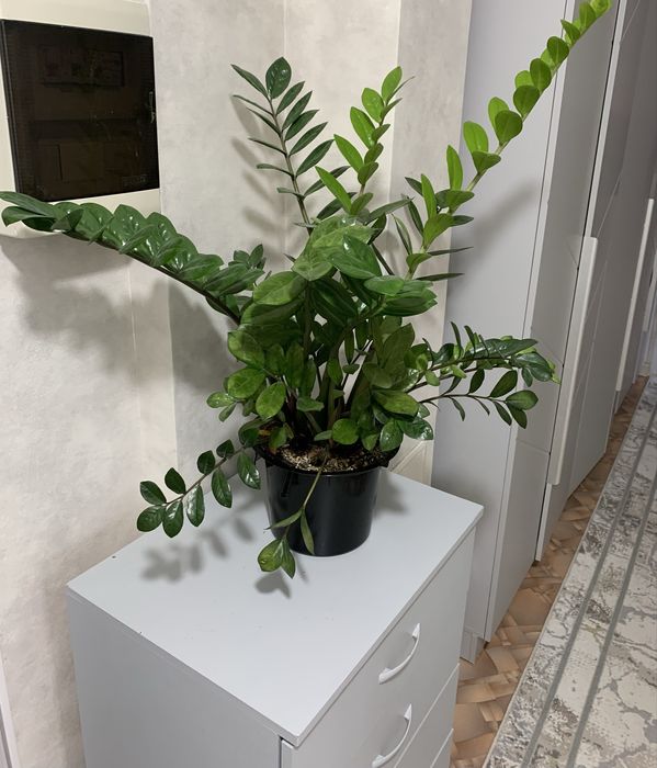 Комнатная растения, доллар!!!