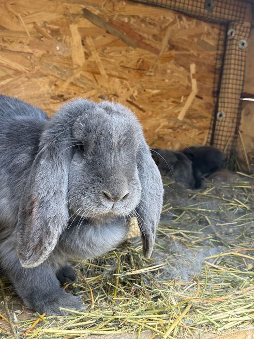 Iepuri Berbec german