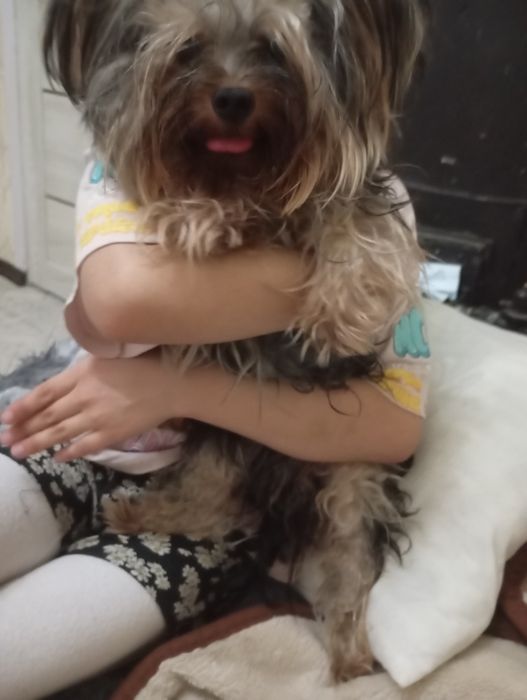 Продам недорого мини Йорка