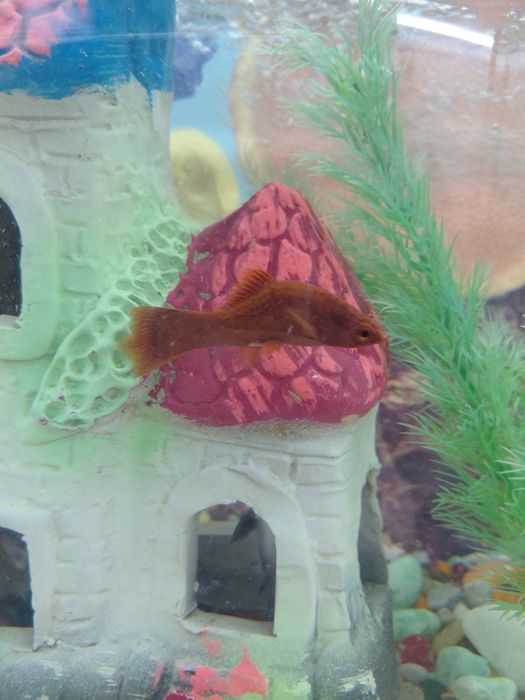 Akvarium komplekt 2ta  baliq dekoratsiya hamma narsasi bilan